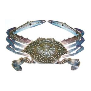 Blue Swimmer Crab