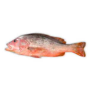 Red Snapper (Heera)