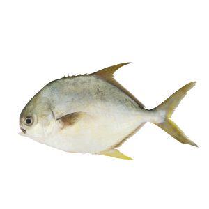 Pompano (Sonaf)