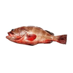 Reef Cod (Daama)