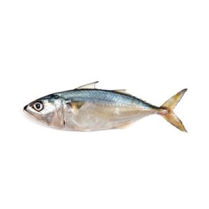 Indian Mackerel (Bangda)