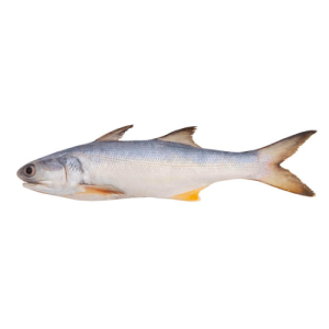 Indian Salmon (Rawans)