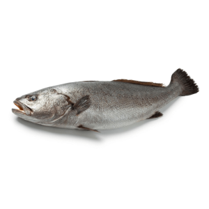 Japanese Meagre (Sua)