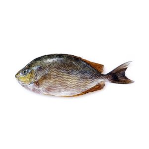 Rabbit Fish (Safi)