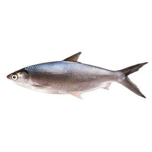 Milk Fish (Sulemani)