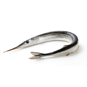 Needlefish (Kanghi)