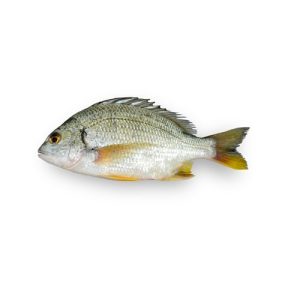 Seabream (Safaid Dandia)