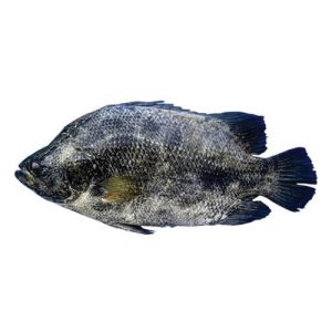 Tripletail (Dai)